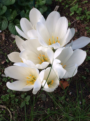 2022-09-25 Colchicum.jpg