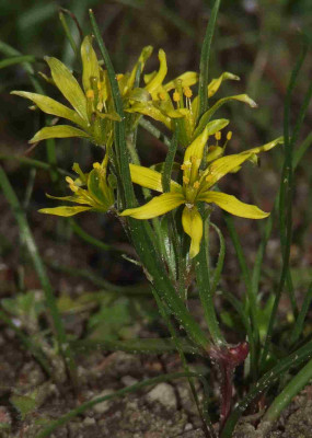 Gagea_villosa_syn_arvensis.jpg