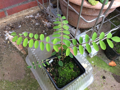 2022-09-24 Indigofera-Stecki 2.jpg