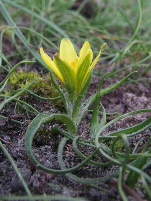 Gagea_bohemica_subsp_saxatilis.jpg