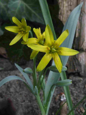 Gagea_lutea_var_glauca.jpg