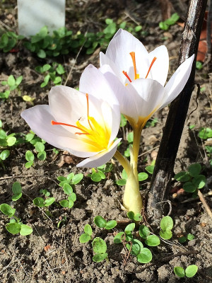 2022-09-26 Crocus hadriaticus.jpg