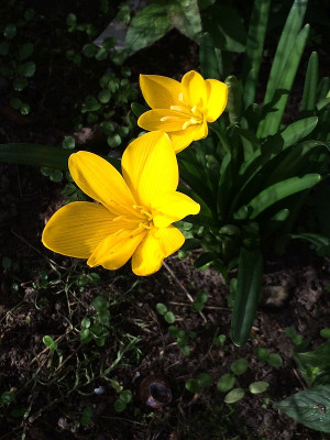 2022-09-26 Sternbergia.jpg