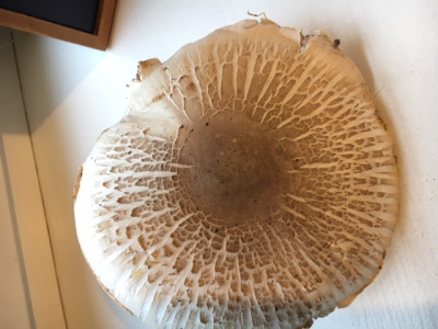 pilz hut.JPG