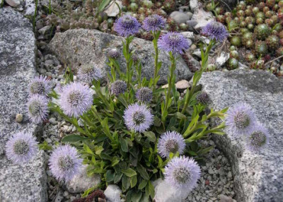 Globularia_valentina_2008-05-08.JPG