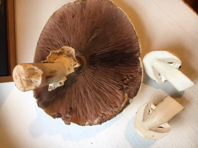 pilz schnittJPG.JPG