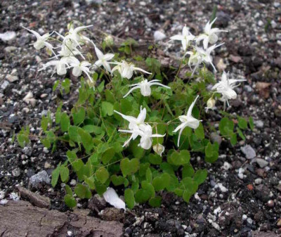 Epimedium_grandiflorum_var._higoense_2008-05-08.JPG