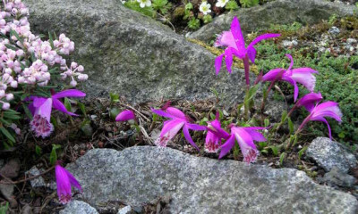 Pleione_limprichtii_2008-05-08_001.JPG