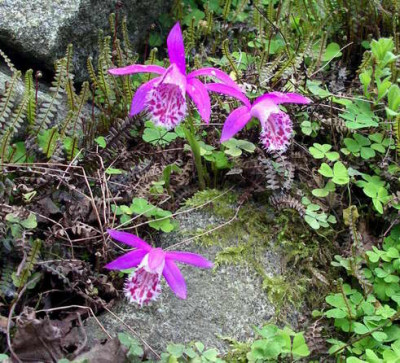 Pleione_limprichtii_2008-05-08_002.JPG