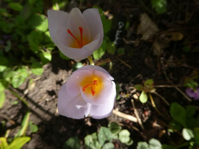 Crocus hadriaticus 220926.jpg