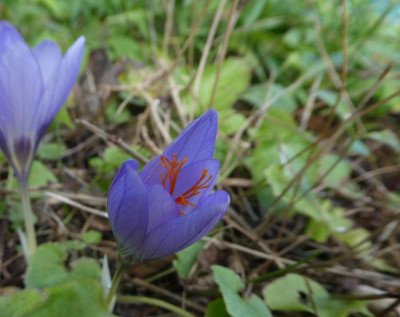Crocus cancellatus 220926.jpg