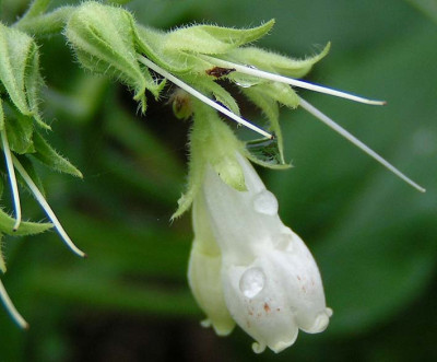 Symphytum_alba.jpg