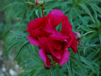 P._smouthii_R_22322_92.jpg