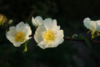 Stacheldrahtrose_HG_22343_95.jpg