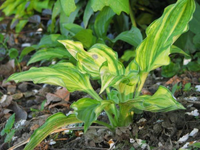streaked_hosta.jpg