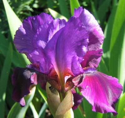 Iris_barbata_Con_Brio__20080508_02.jpg