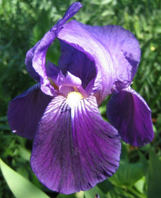 Iris_barbata_unbekannt__20080508.jpg