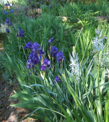 Staudenbeet__20080508_02.jpg