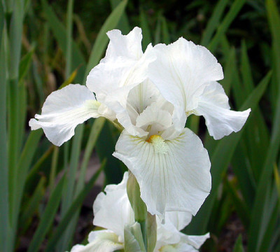 Iris_Intermedia_wei_remontiert__8.5.08.jpg