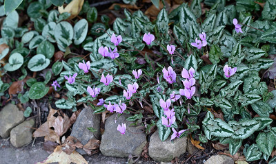 Cyclamen-Sep2922_027_00001.jpg