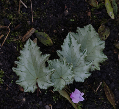 DSC_6329_DxO.jpg