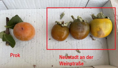 NeustadtKaki1.jpg