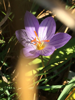 2022-09-30 Crocus.jpg