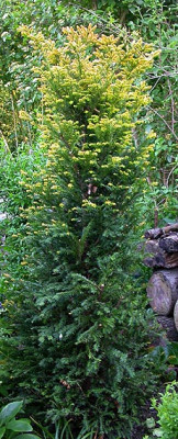 Taxus_gelber_Austrieb_8.5.08.jpg