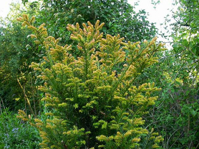 Taxus_Spitze_8.5.08.jpg