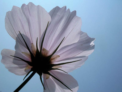 Cosmea05.jpg
