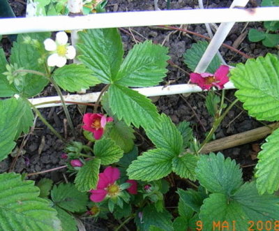 Farbe_im_Erdbeerbeet.JPG