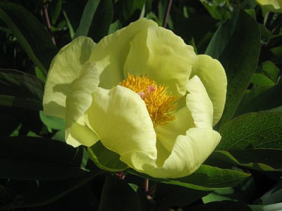 Paeonia_mlokosewitschii_94421.jpg