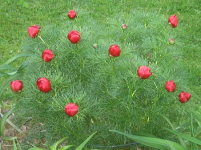 Paeonia__tenuifolia__94371.jpg