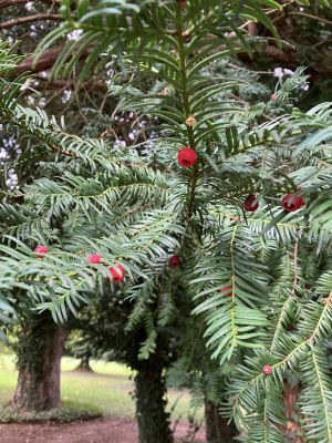 Früchte vonTaxus baccata in Schoppenwihr.JPG