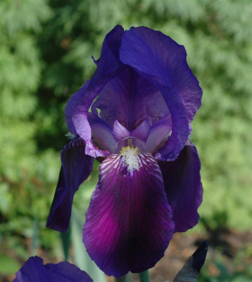 A6357a_Large.JPG