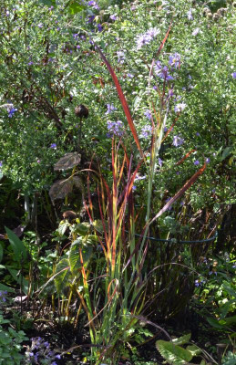 Panicum-Külsenmoor.22-1.jpg