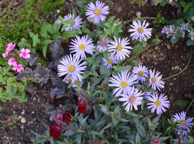 Aster_frikartii-WundervonStäfa.15-1.jpg