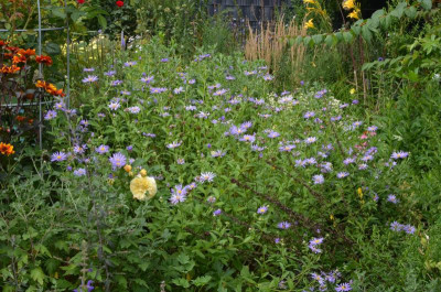 Aster_frikartii.Mönch.21-1.jpg