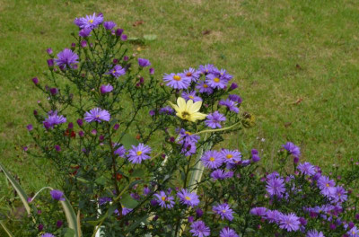 Aster_novae_belgiae-Dauerblau.22-1.jpg