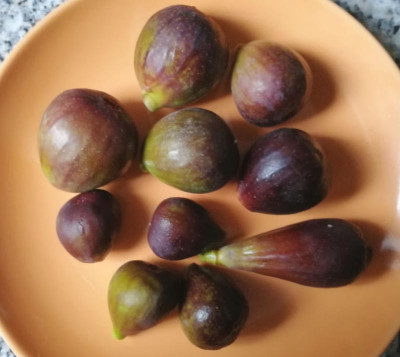 Feigenernte021022.jpg