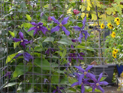 Clematis-Durandii.22-1.jpg