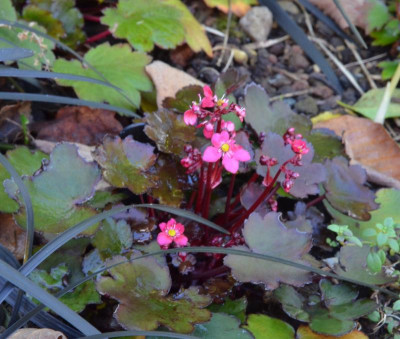 Saxifraga_cortusifolia.22-1.jpg