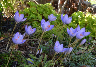 Crocus_speciosus.22-1.jpg