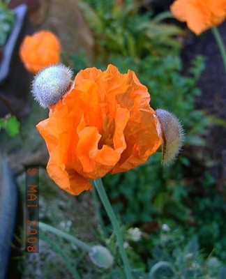 Mohn_2.JPG