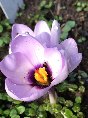 2022-10-02 Crocus mathewii2.jpg