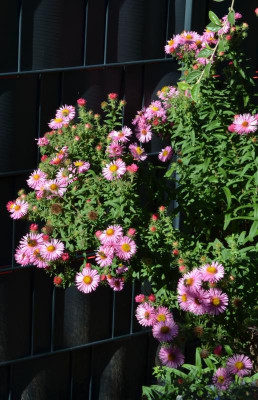 Aster_novae_angliae-Sämling-rosa.22-1.jpg
