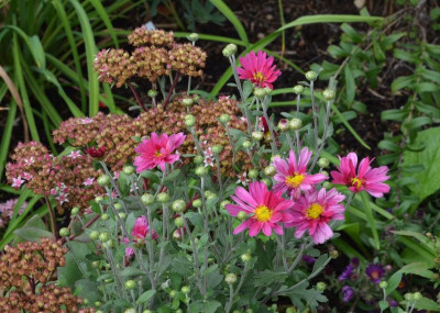 Chrysanthemum-Herbstkuss.22-1.jpg