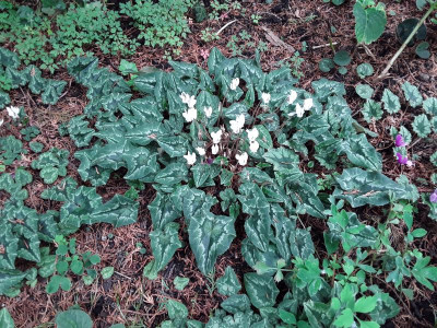 Hederifolium.jpg