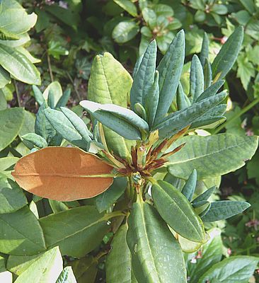 Rhododendron_fulgens_fars_2008.jpg