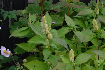 Leucosceptrum_japonicum .22-1.jpg